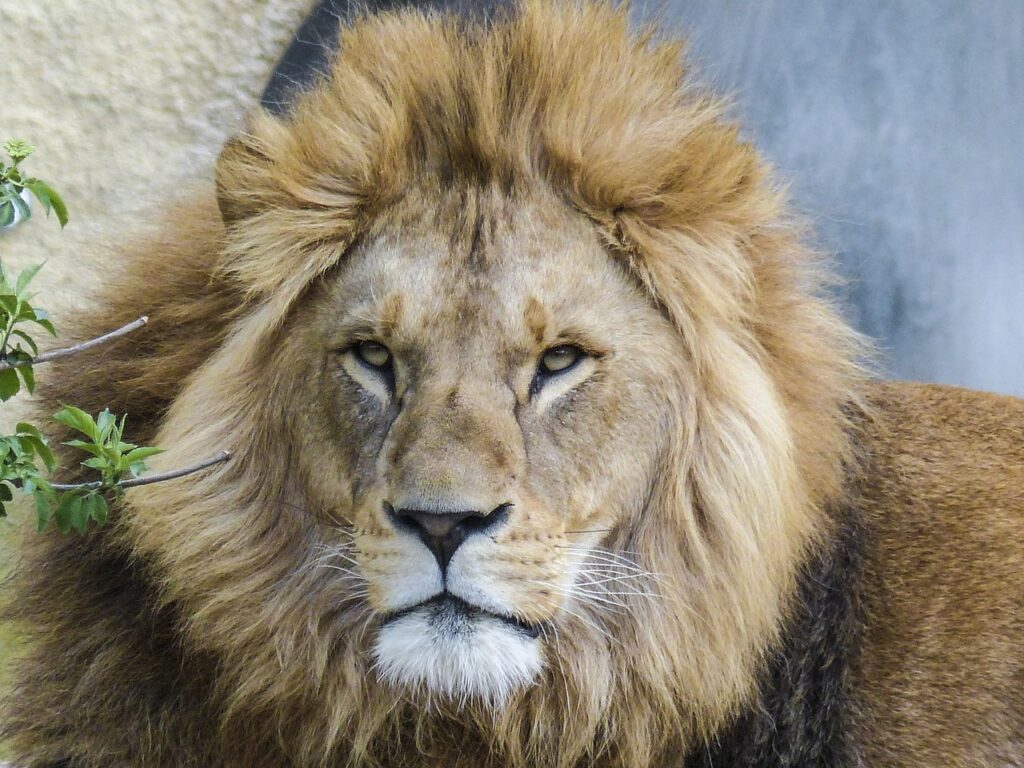 lion, big cat, predator-560229.jpg